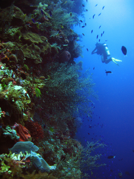 diving cenotes