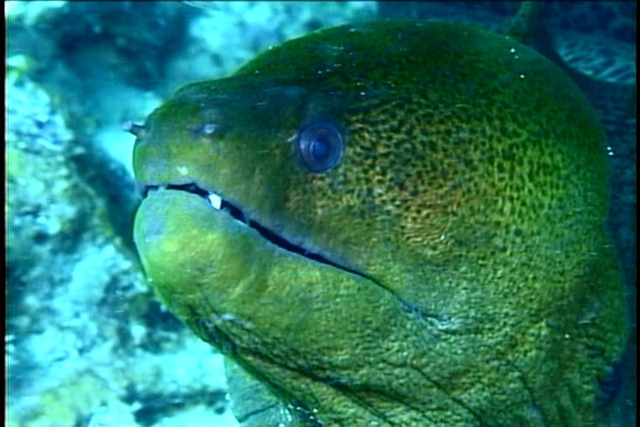 Big Moreys in Caymans Islands